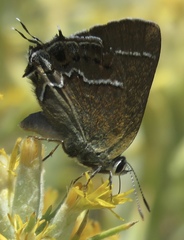 Callophrys spinetorum