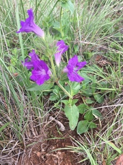 Ruellia lactea