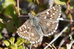 Pyrgus centaureae