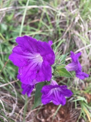 Ruellia lactea