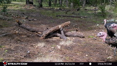 Meleagris gallopavo mexicana