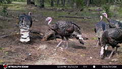 Meleagris gallopavo mexicana