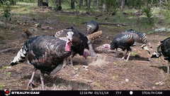 Meleagris gallopavo mexicana