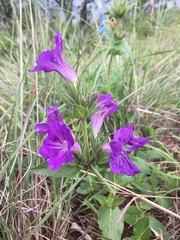Ruellia lactea