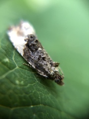 Apotomis betuletana