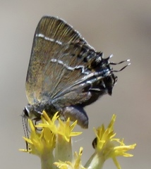 Callophrys spinetorum