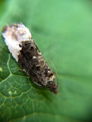 Apotomis betuletana