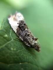 Apotomis betuletana