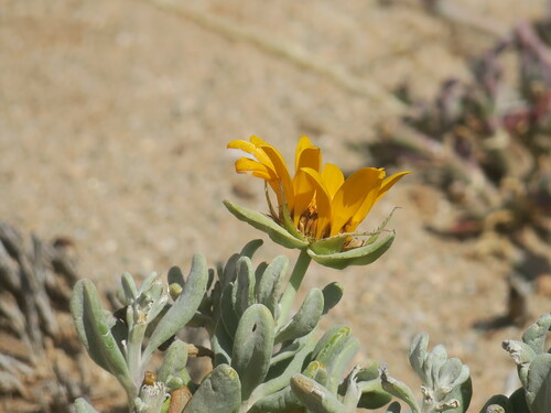 Image of Grey Dune Saladbush (Didelta carnosa) by no rights reserved