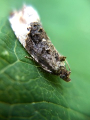 Apotomis betuletana