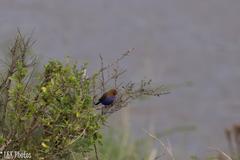 Granatina ianthinogaster