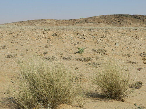 Image of Stipagrostis namaquensis by no rights reserved