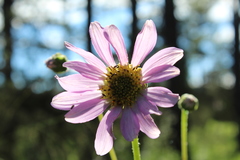 Iostephane heterophylla