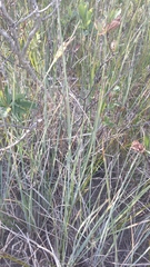 Carex livida
