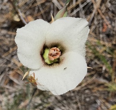 Calochortus howellii