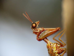 Mantispa styriaca