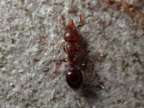 Mesostruma exolympicaMesostruma exolympica