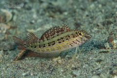 Redside Blenny photo 3