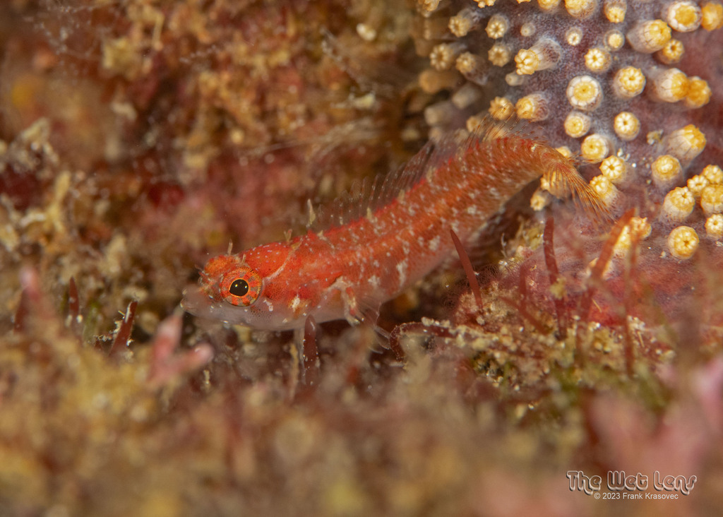 Redrump blenny (Xenomedea rhodopyga) — Labrisomidae