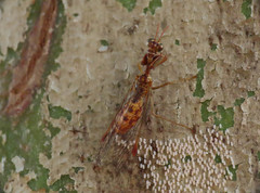 Mantispa styriaca