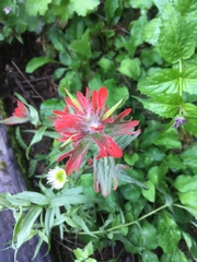 Castilleja hispida