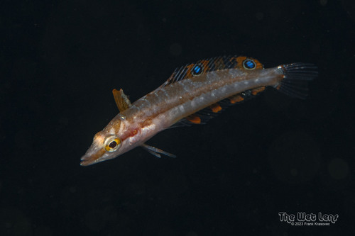 Sargassum blenny (Exerpes asper) — Labrisomidae