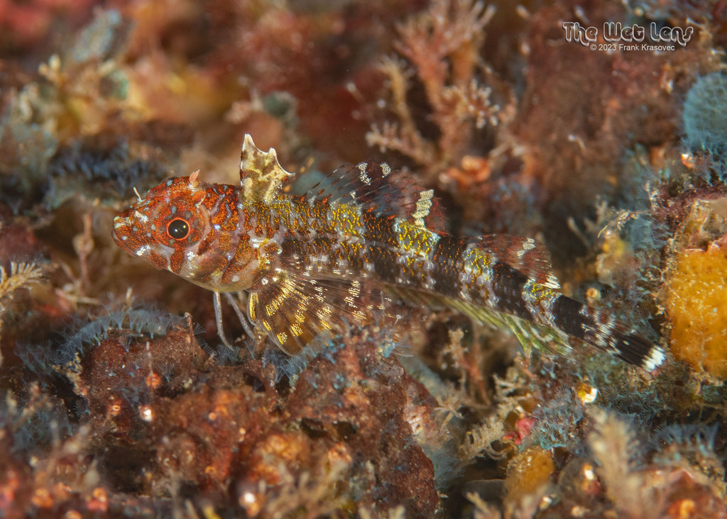 Reticulated triplefin (Enneanectes reticulatus) — Tripterygiidae