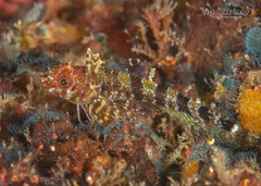 Flag Triplefin photo 1