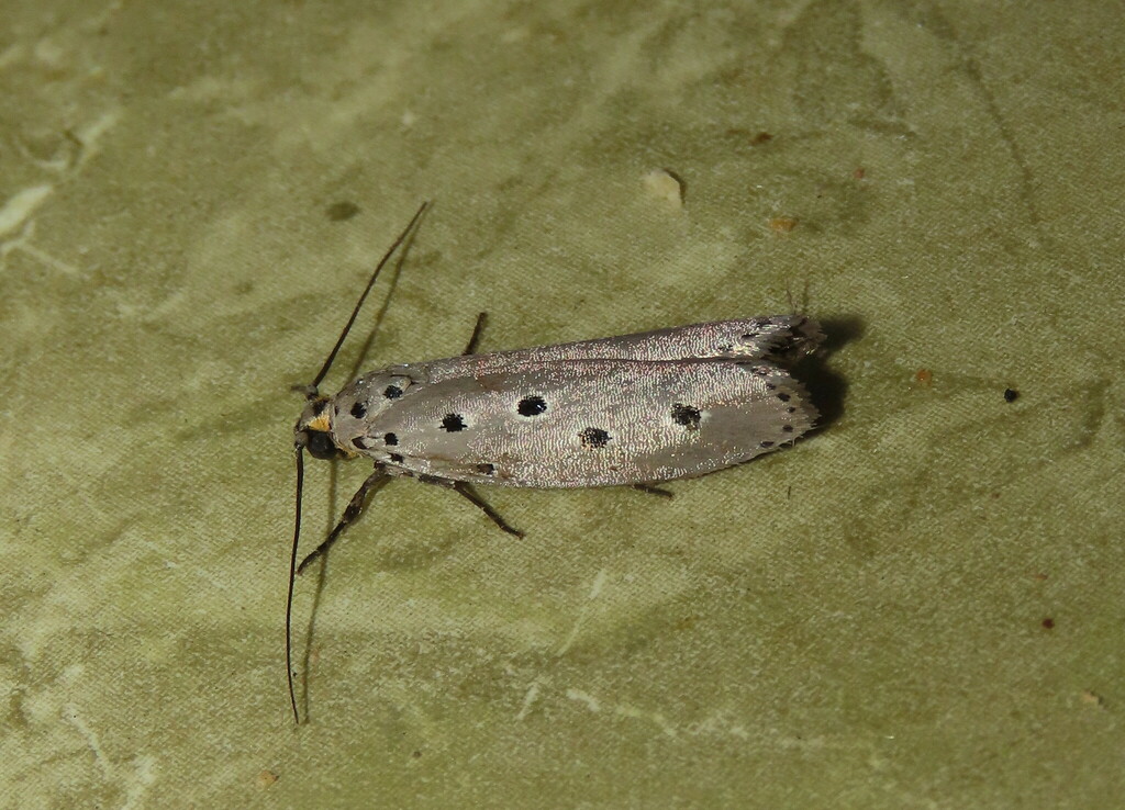 Ethmia oculigera