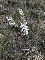 Ipomopsis aggregata candida