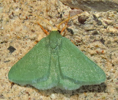 Thalera pistasciaria