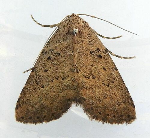 Watson's Arugisa Moth photo 3