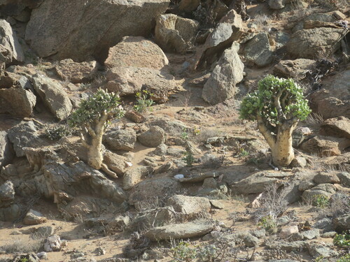Tylecodon paniculatus