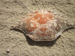 Portunoidea