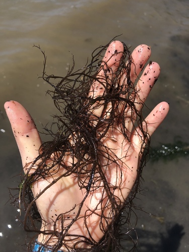 red sea spaghetti (Gracilariopsis andersonii)