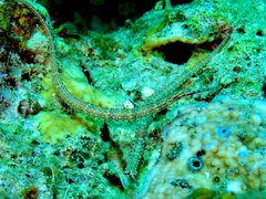 Corythoichthys schultzi