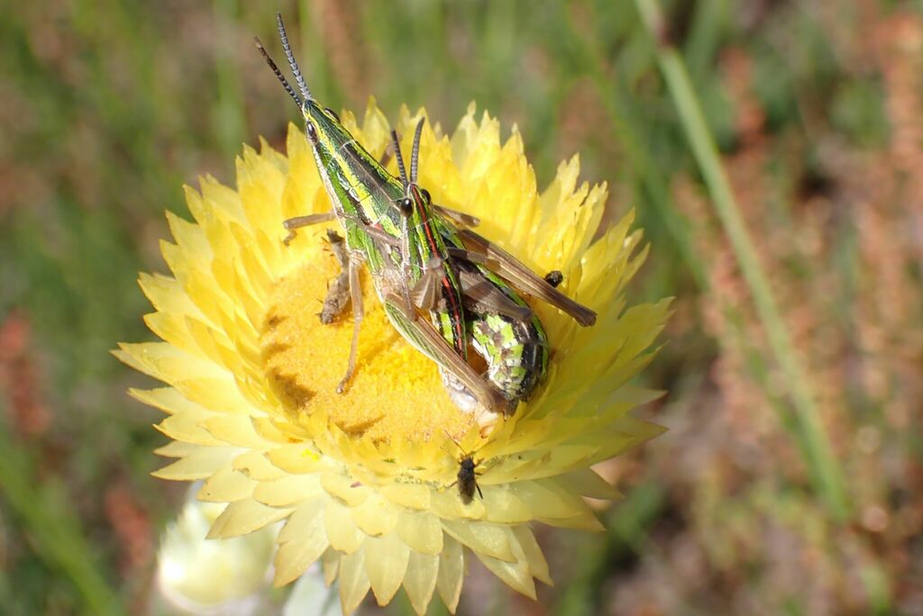 Parasphenella meridionalis