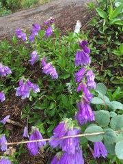 Penstemon davidsonii