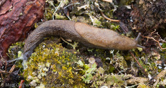 Prophysaon vanattae