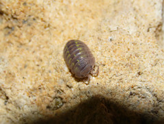 Armadillidium granulatum