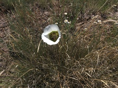 Calochortus ambiguus