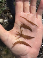 Grateloupia californica