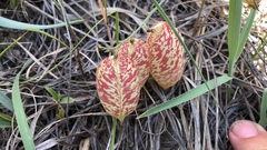 Astragalus ceramicus