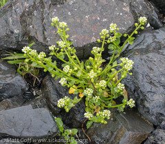 Cochlearia groenlandica