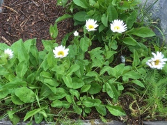 Erigeron howellii