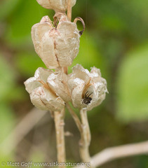 Fritillaria camschatcensis