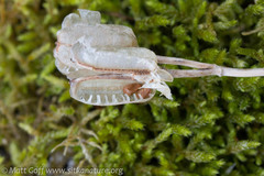 Fritillaria camschatcensis