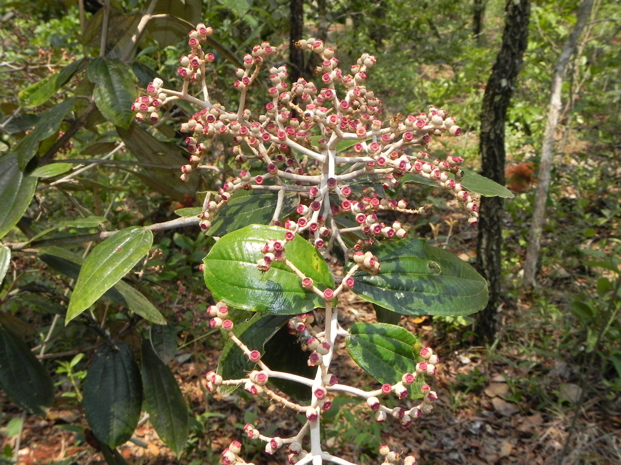 Miconia albicans