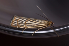 Chrysocrambus dentuellus
