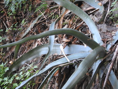 Agave difformis